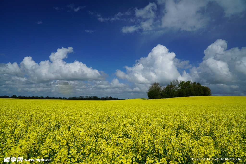 油菜花菜籽花图片