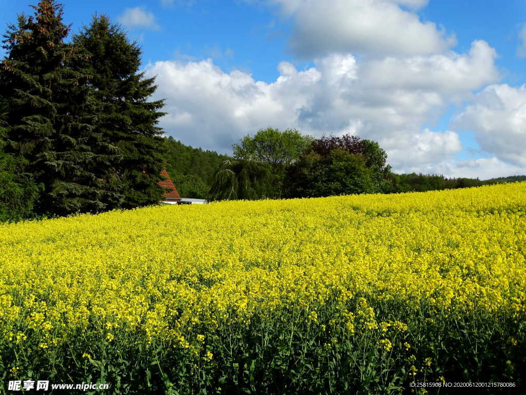油菜花菜籽花图片