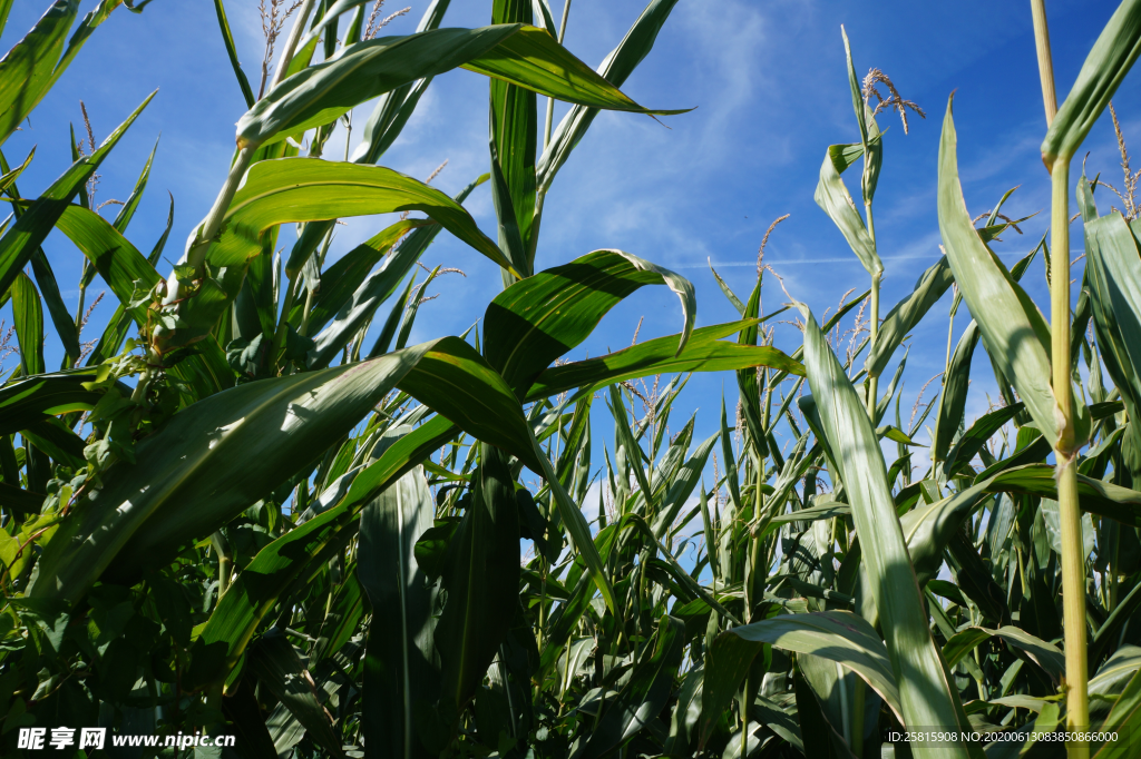 玉米杆玉米穗玉米地田园图片