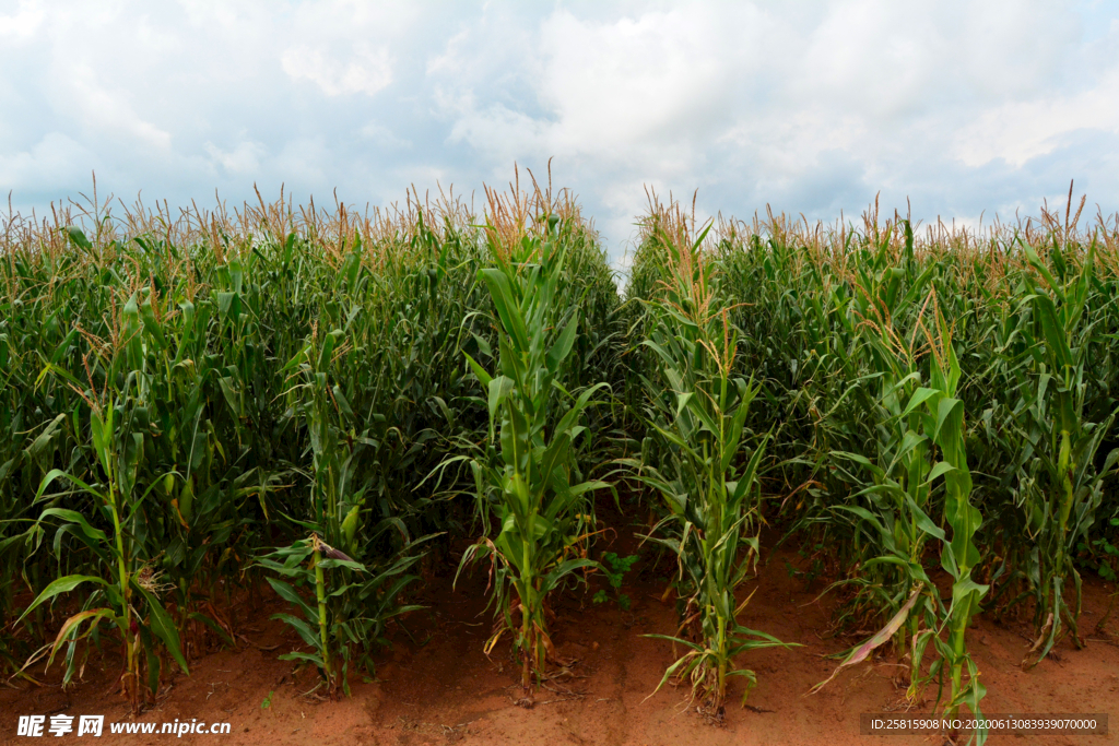 玉米杆玉米穗玉米地田园图片
