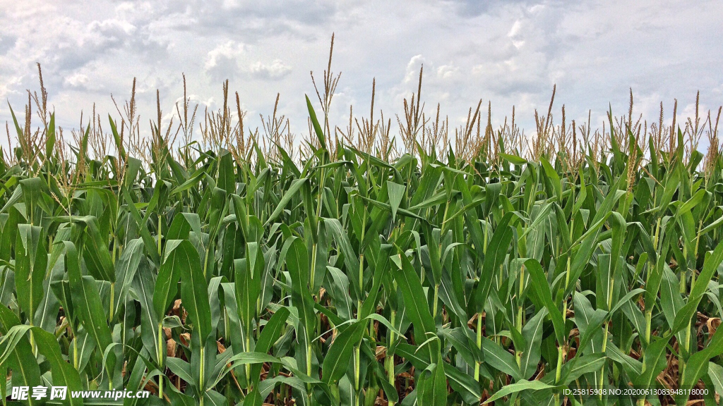 玉米杆玉米穗玉米地田园图片