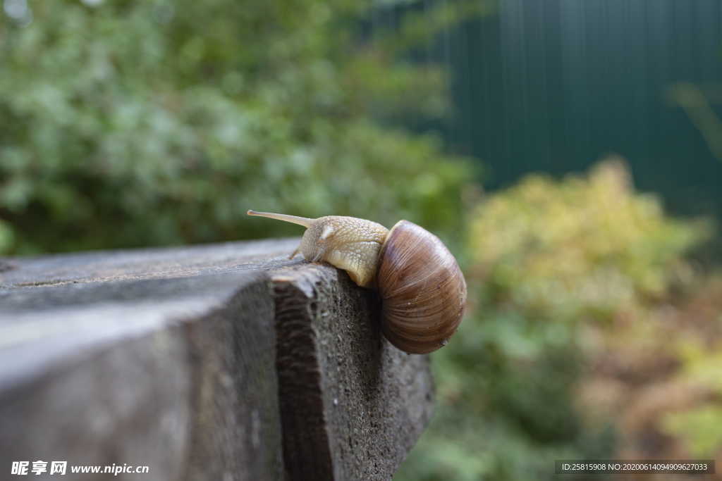 蜗牛微距图片
