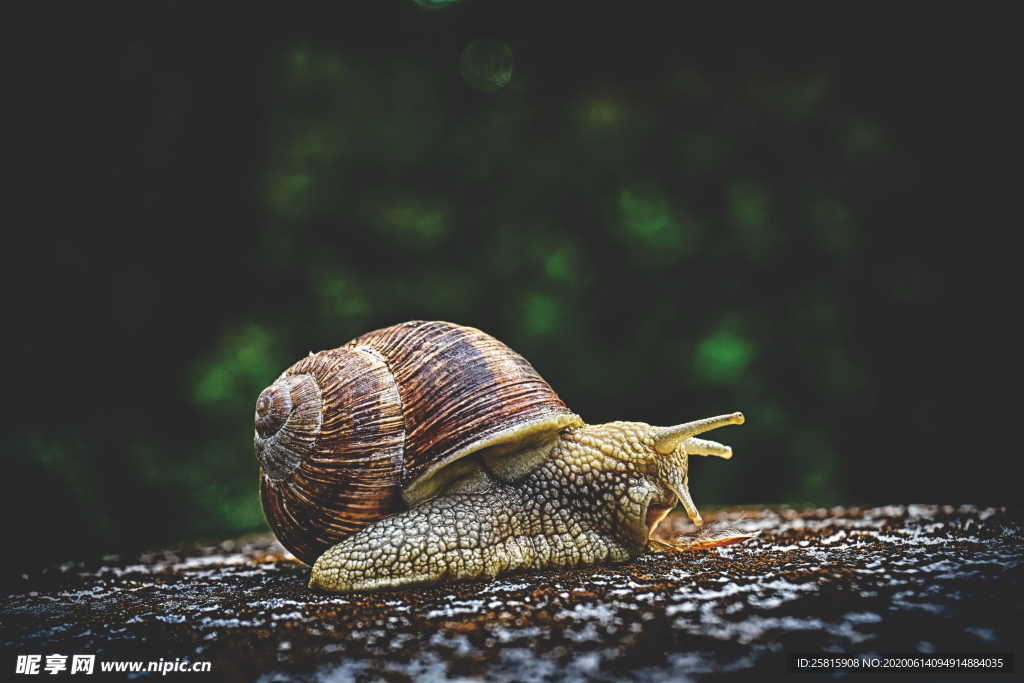 蜗牛微距图片