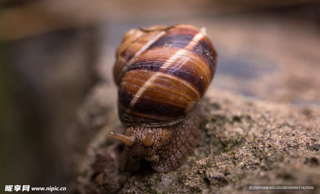 蜗牛微距图片
