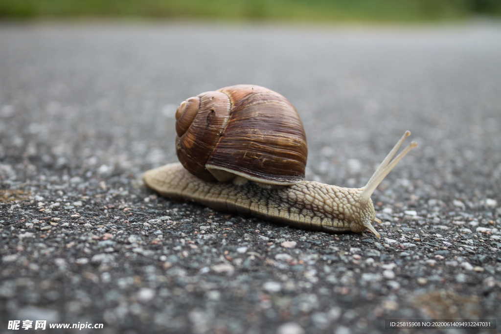 蜗牛微距图片