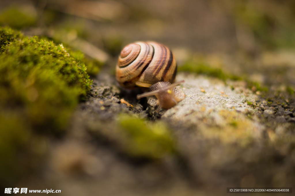 蜗牛微距图片