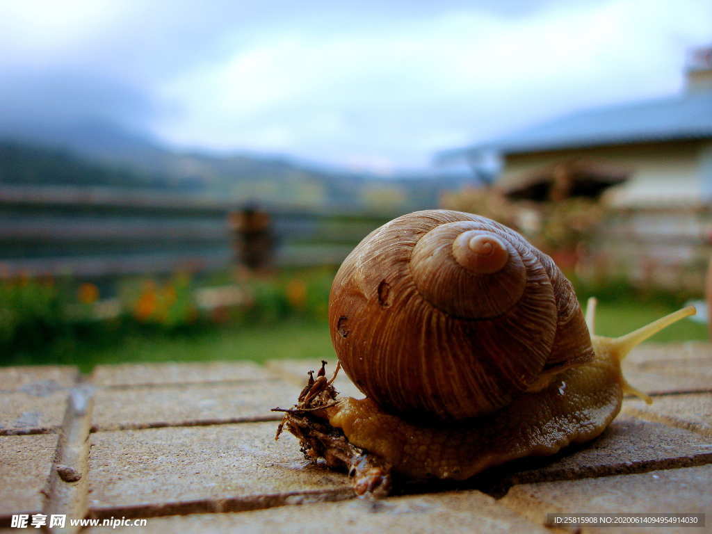 蜗牛微距图片