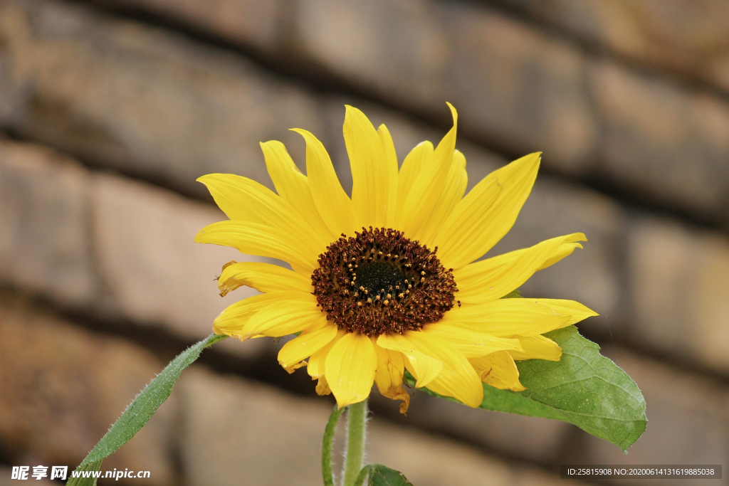 向日葵花太阳花图片