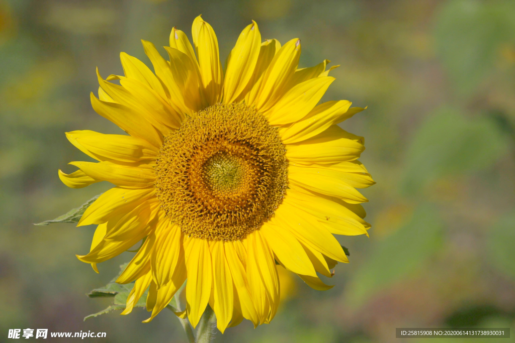 向日葵花太阳花图片