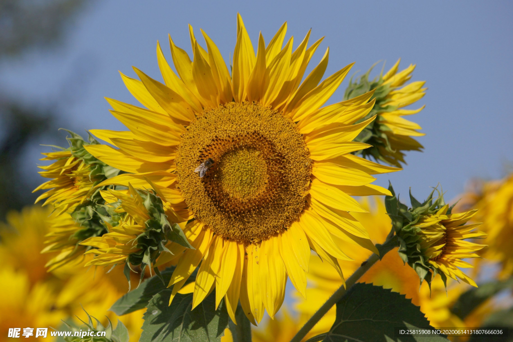 向日葵花太阳花图片