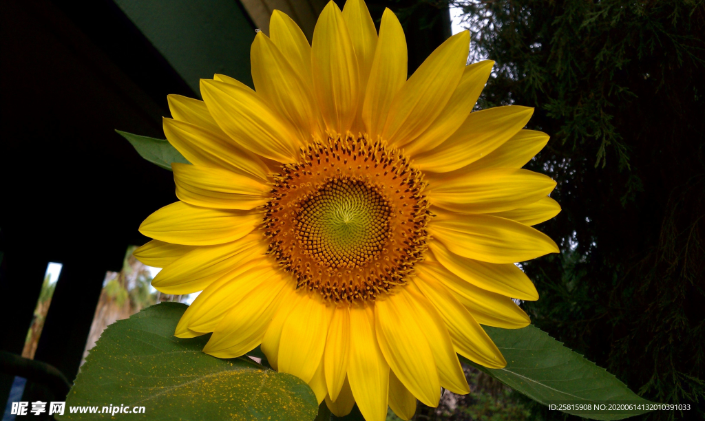 向日葵花太阳花图片