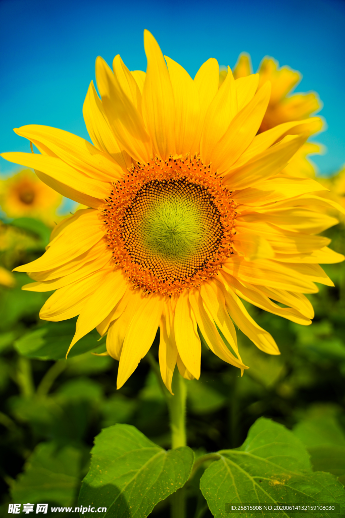 向日葵花太阳花图片