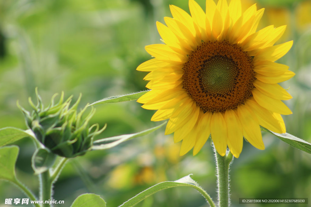向日葵花太阳花图片