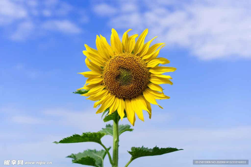 向日葵花太阳花图片