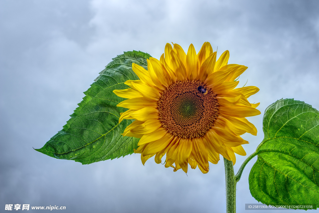 向日葵花太阳花图片