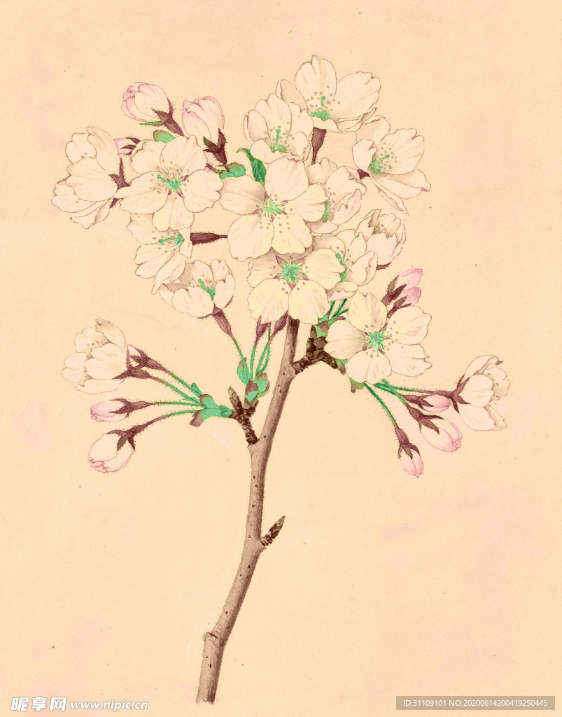 手绘复古插画工笔梨花