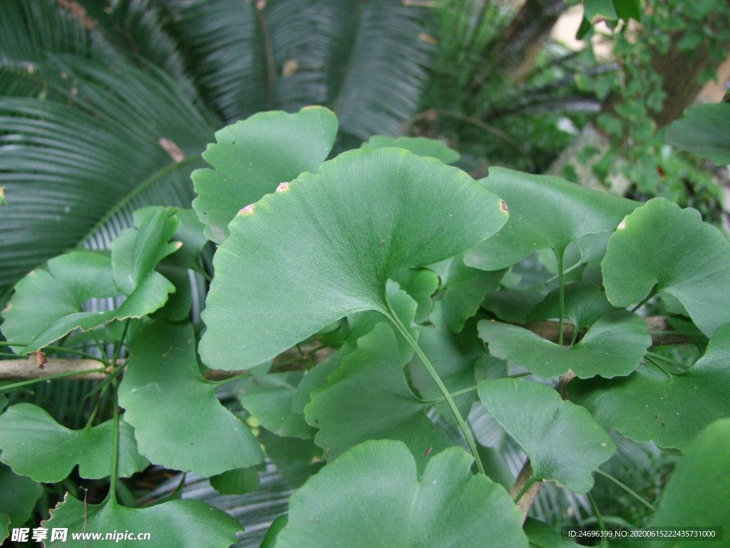 银杏叶子