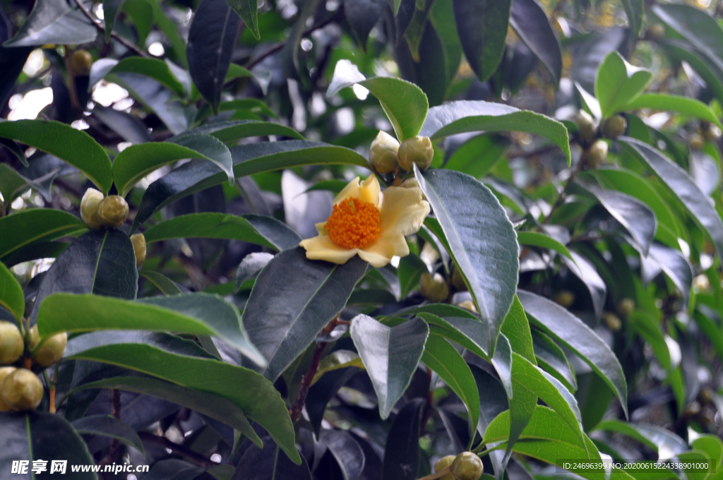 长柄石笔木花朵