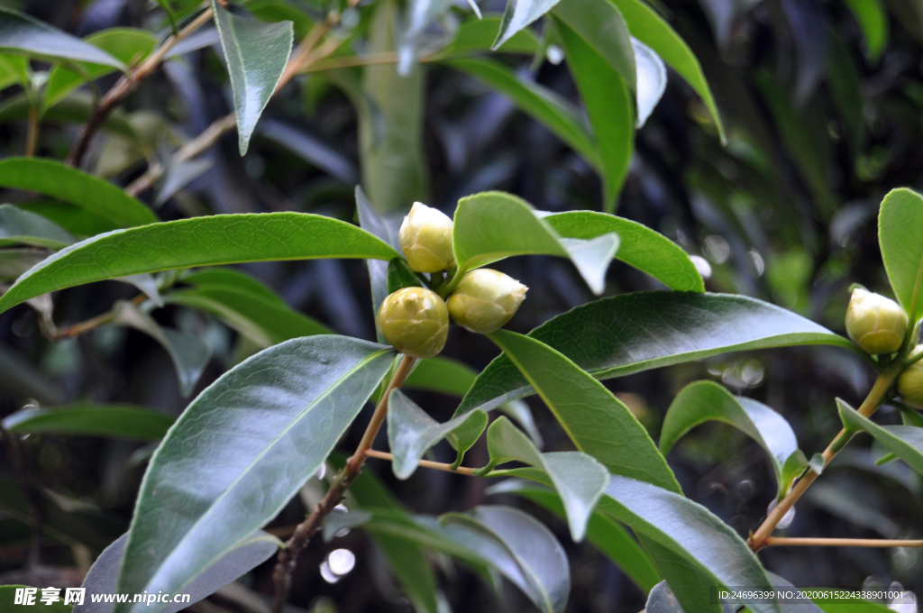 长柄石笔木花苞