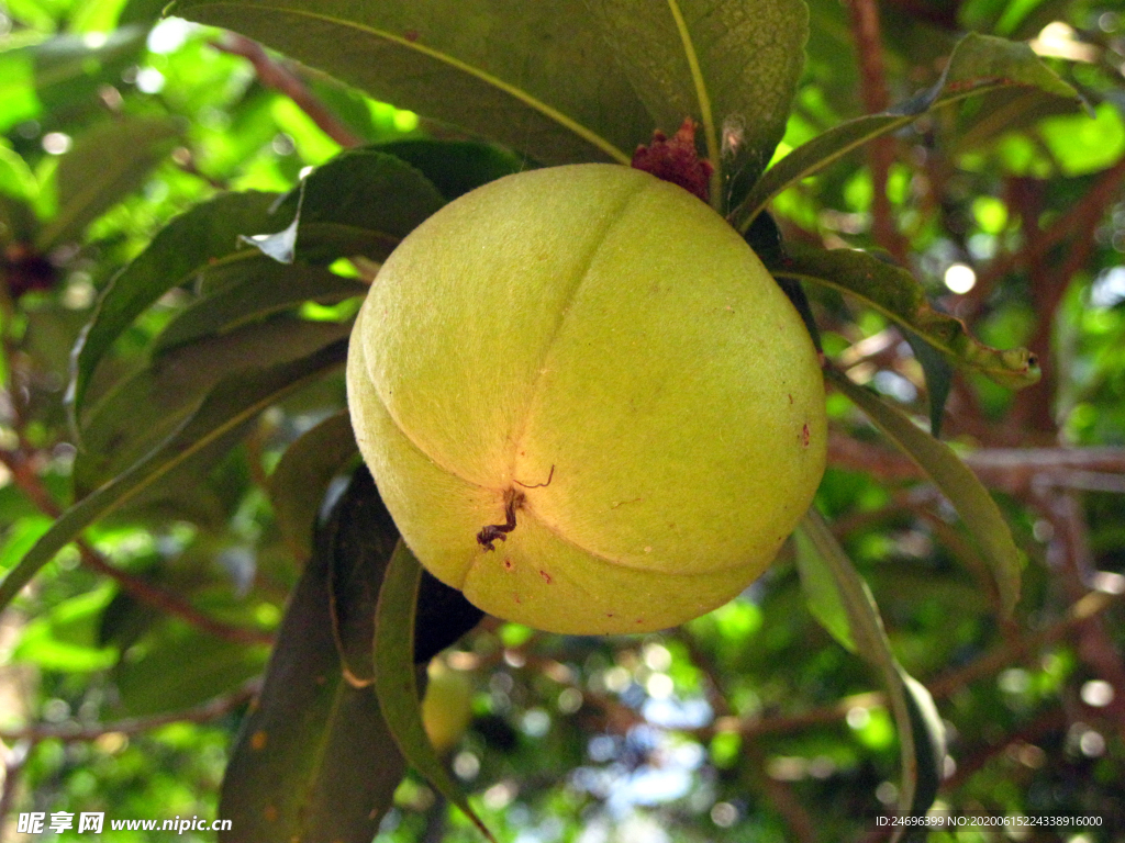 长柄石笔木果实