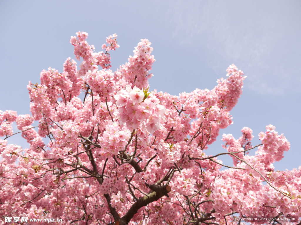 樱花桃花唯美图片