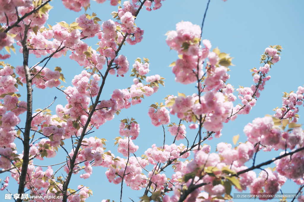 樱花桃花唯美图片