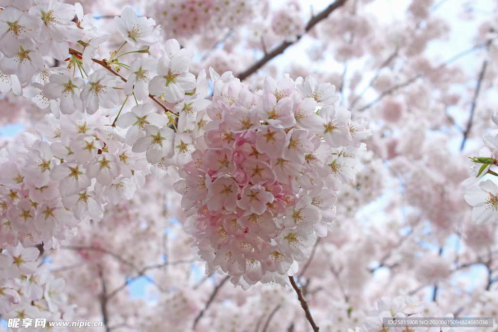 樱花桃花唯美图片