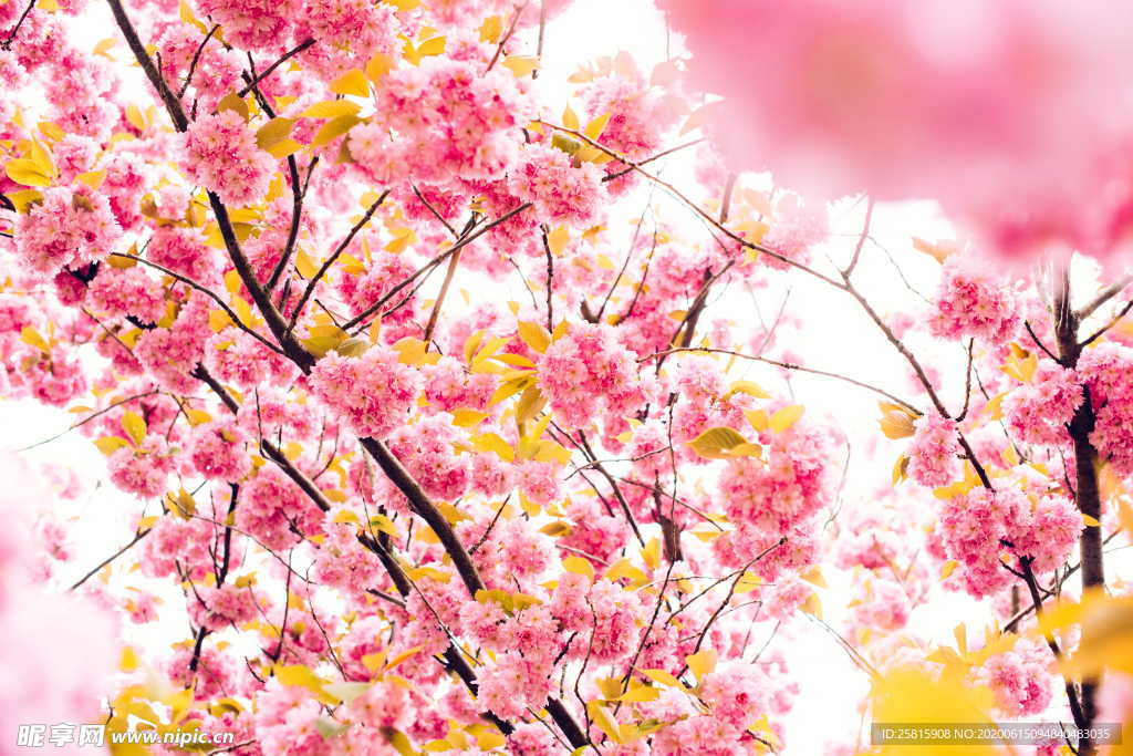 樱花桃花唯美图片