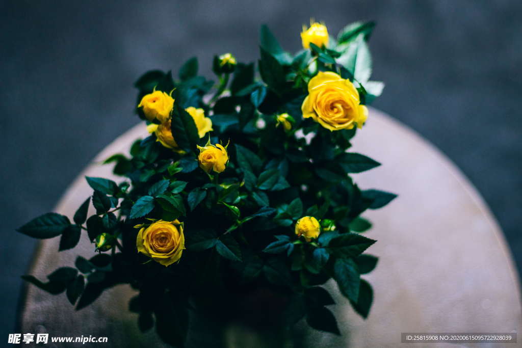 玫瑰花捧花插花浪漫图片