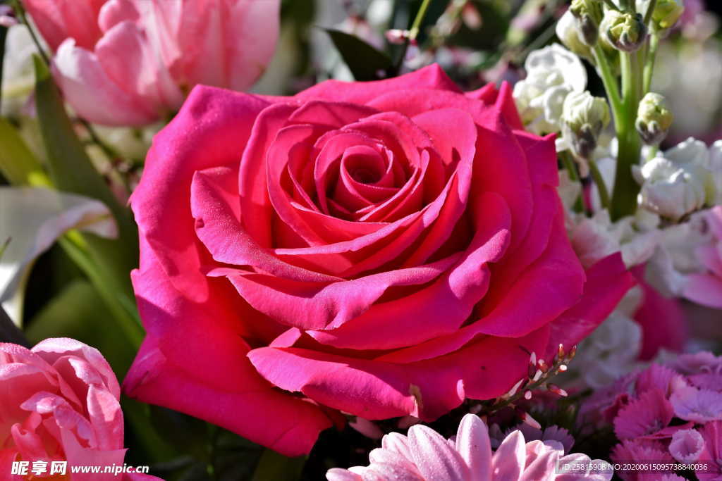 玫瑰花捧花插花浪漫图片