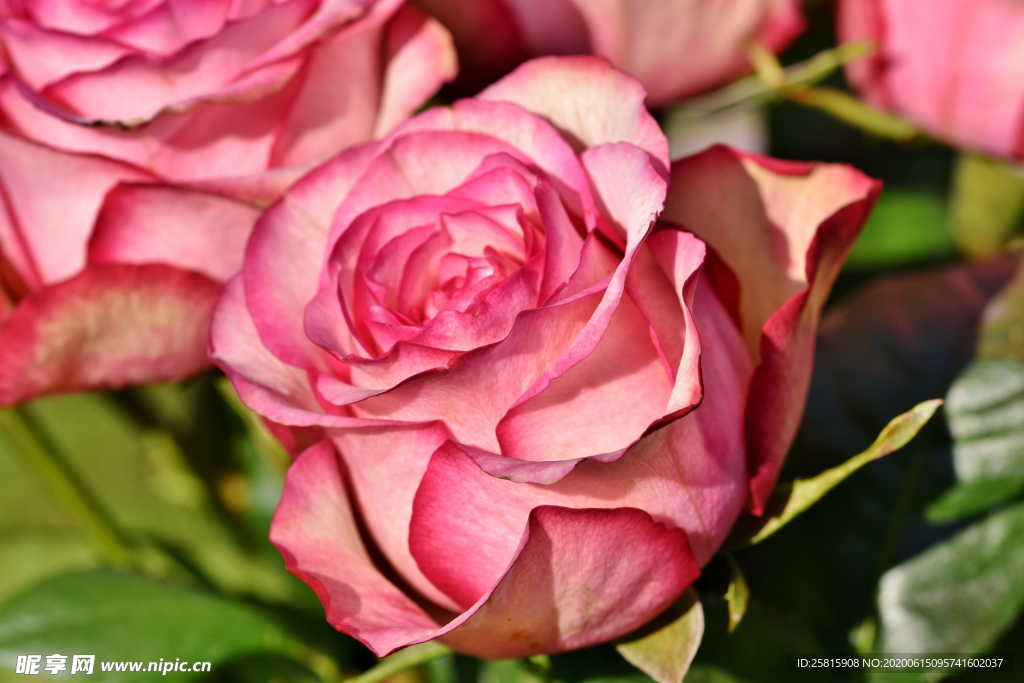 玫瑰花捧花插花浪漫图片