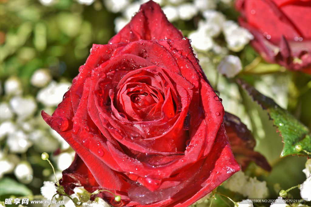 玫瑰花捧花插花浪漫图片