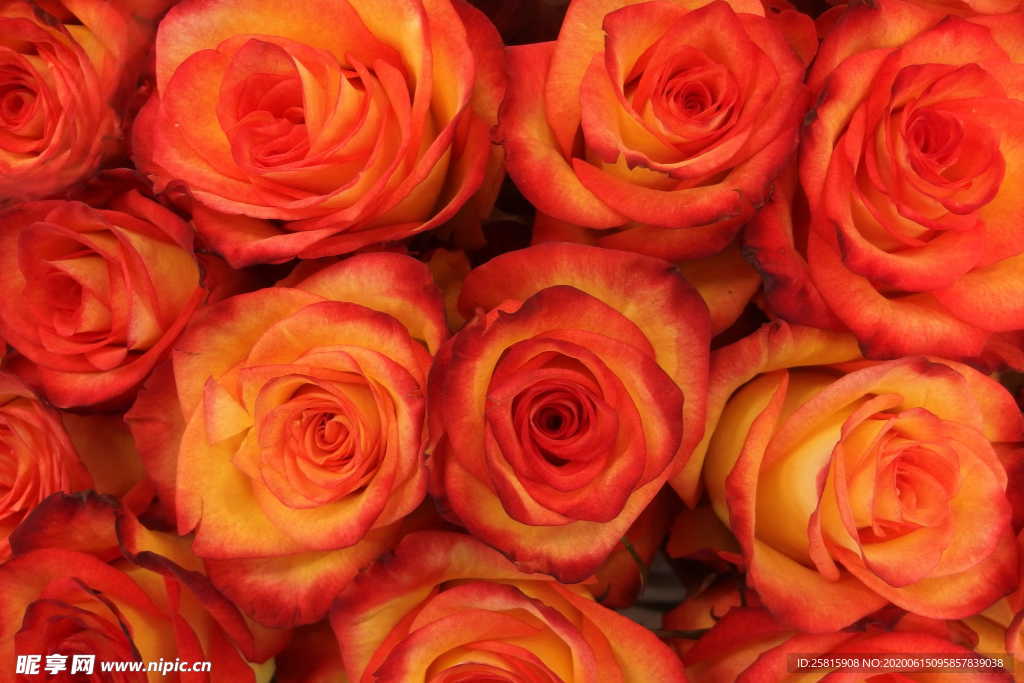 玫瑰花捧花插花浪漫图片