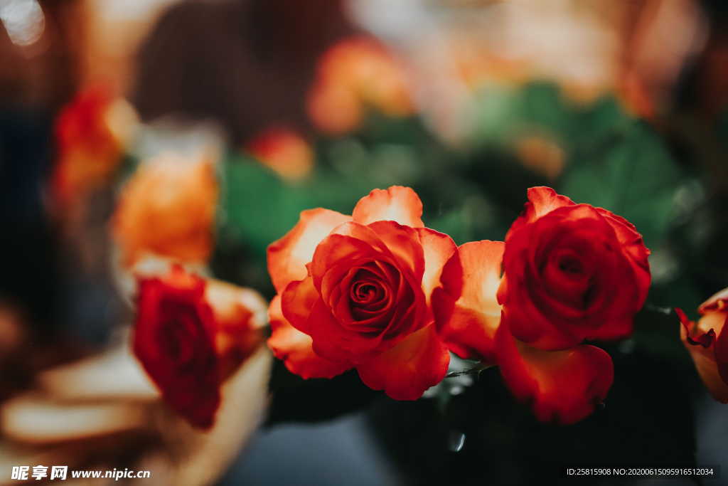 玫瑰花捧花插花浪漫图片