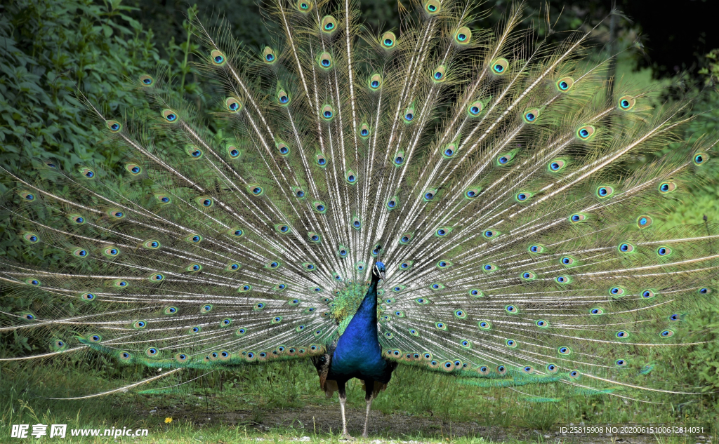 孔雀开屏空山鸟语图片