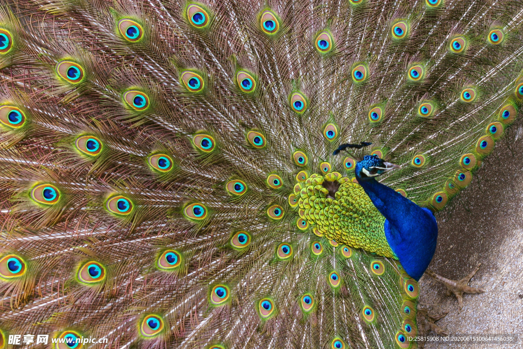 孔雀开屏空山鸟语图片