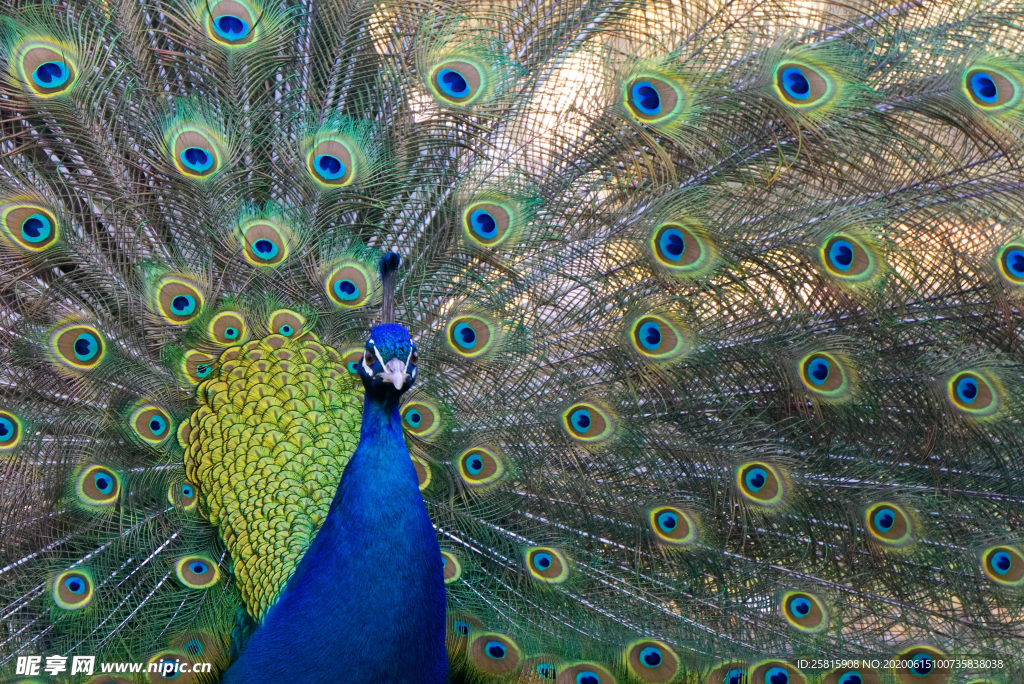 孔雀开屏空山鸟语图片