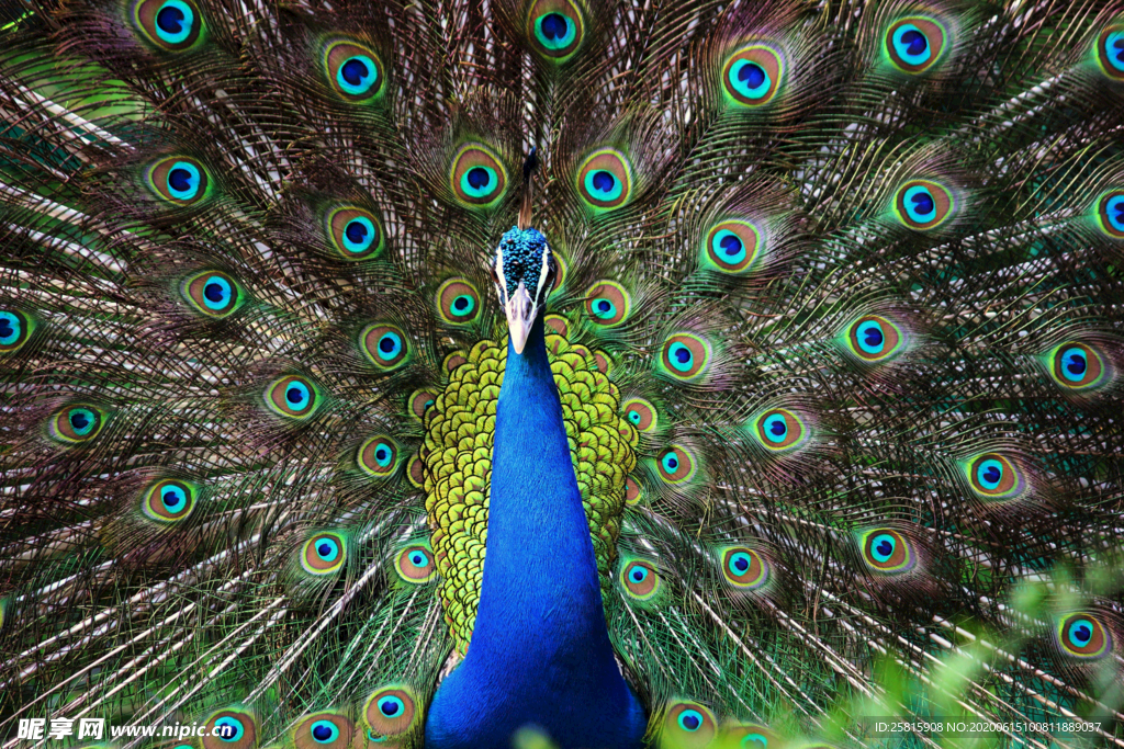 孔雀开屏空山鸟语图片