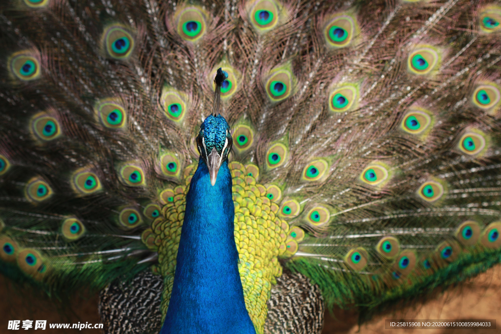 孔雀开屏空山鸟语图片