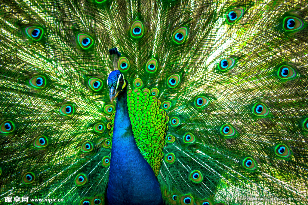 孔雀开屏空山鸟语图片