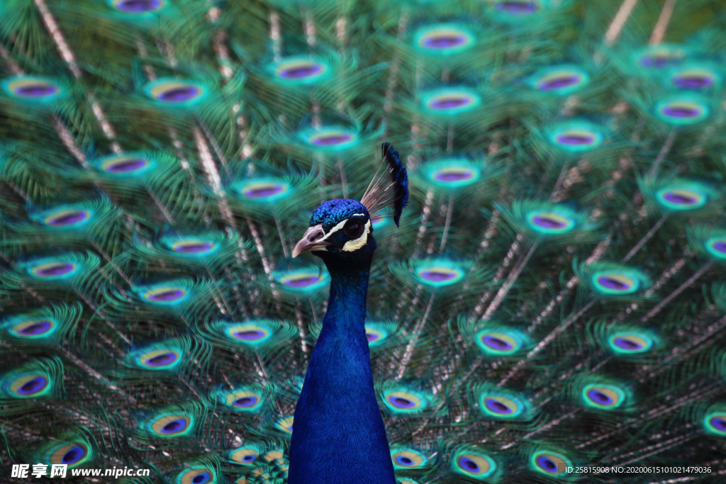 孔雀开屏空山鸟语图片