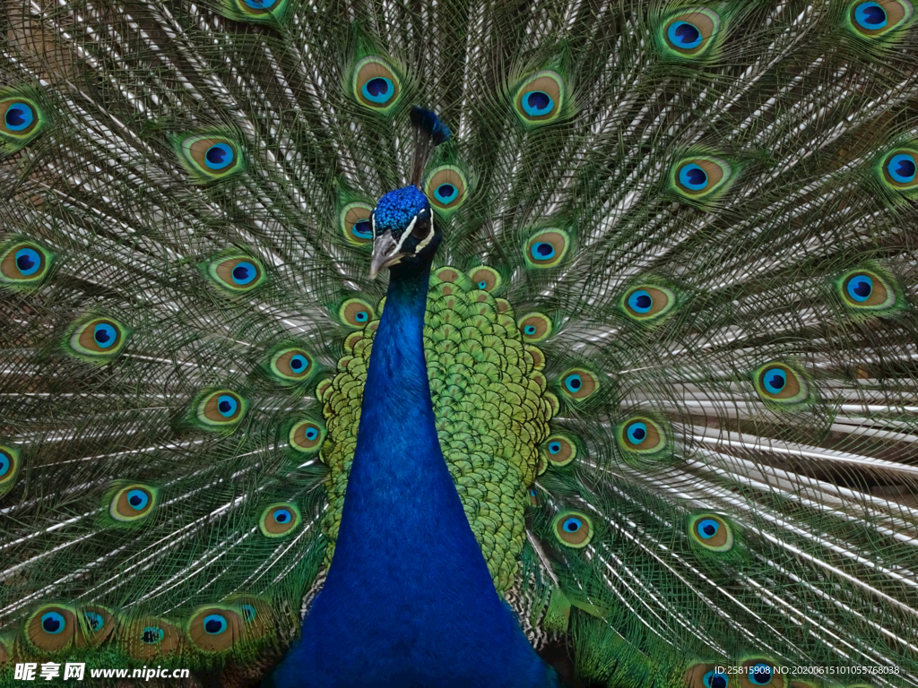 孔雀开屏空山鸟语图片