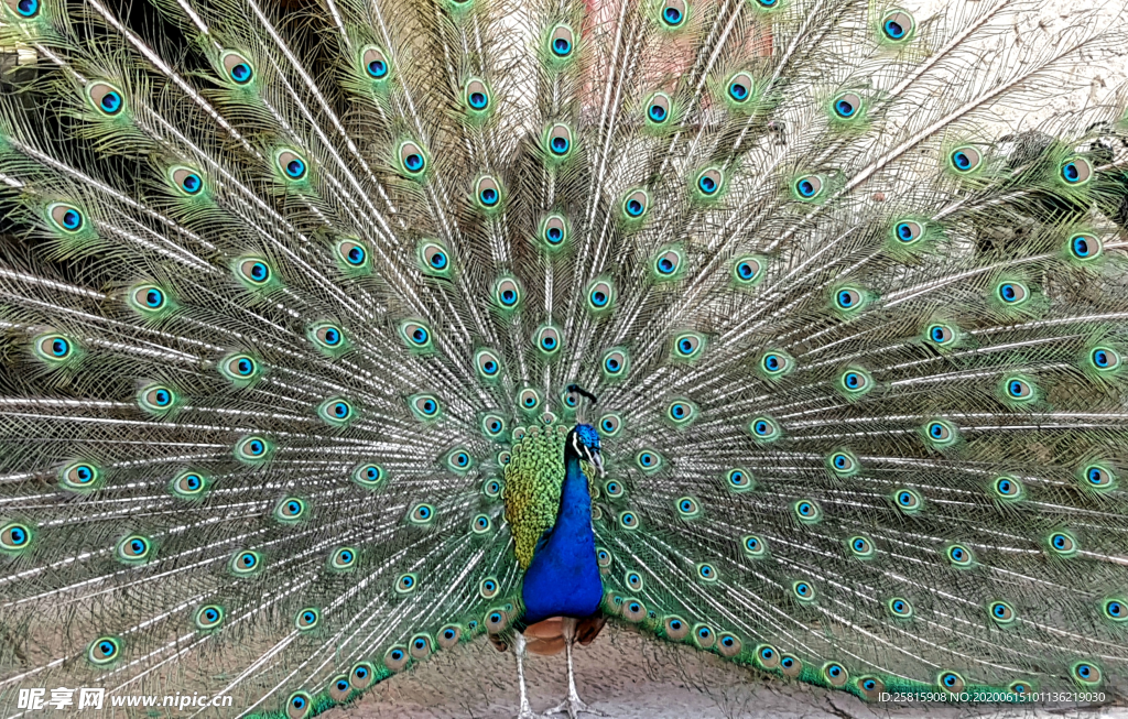 孔雀开屏空山鸟语图片