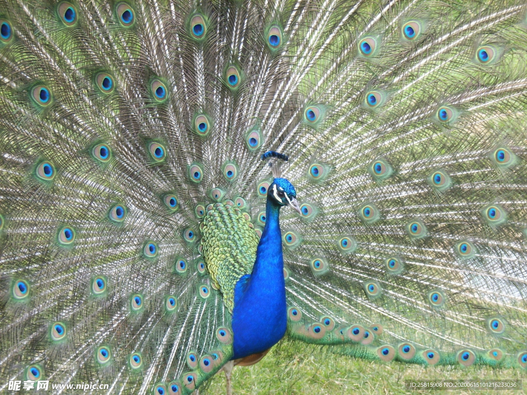 孔雀开屏空山鸟语图片