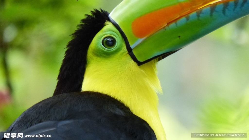 巨嘴鸟空山鸟语图片