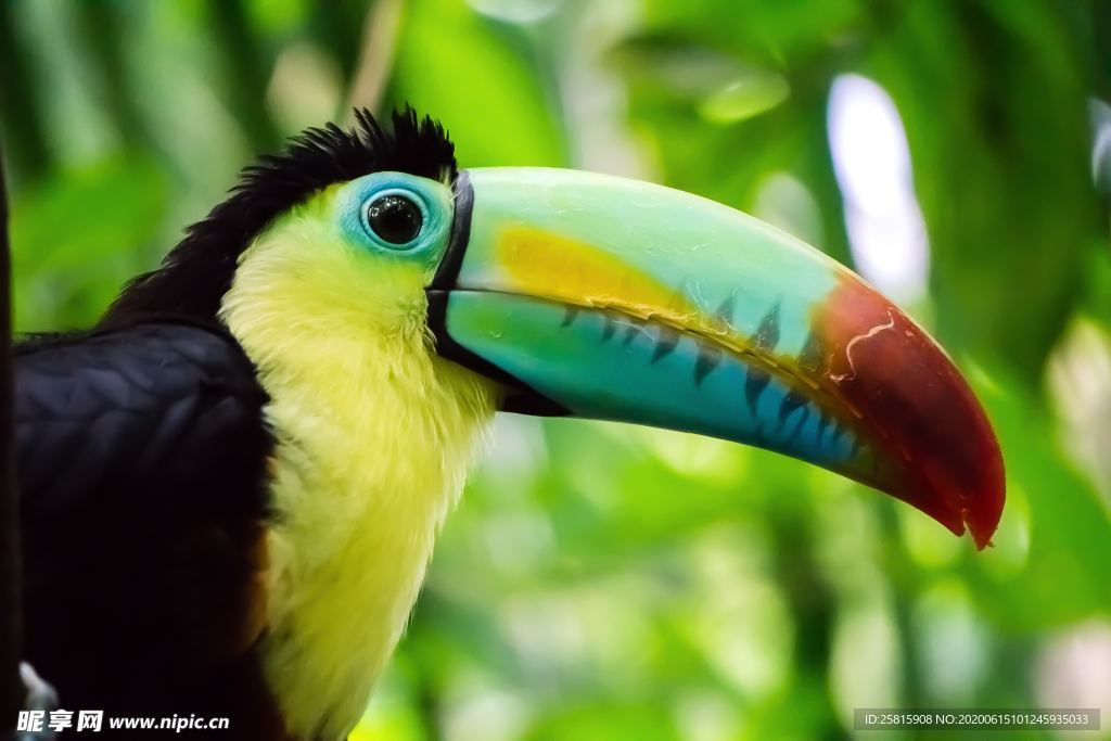 巨嘴鸟空山鸟语图片