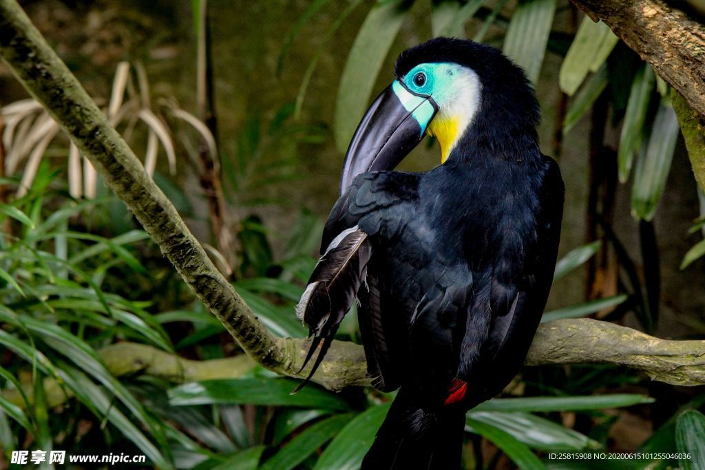 巨嘴鸟空山鸟语图片