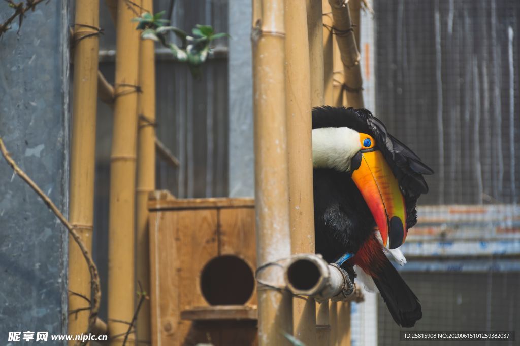 巨嘴鸟空山鸟语图片
