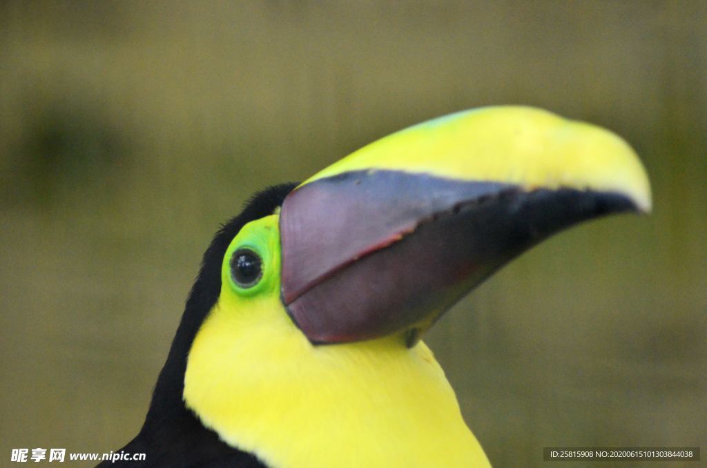 巨嘴鸟空山鸟语图片