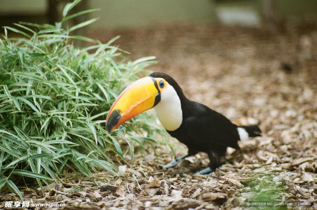 巨嘴鸟空山鸟语图片